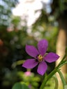 Picture of a pink waterleaf flower