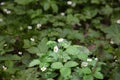 Selective blur on the flowers and blossoms of a wild strawberry plant, with typical white flowers and green leaves Royalty Free Stock Photo