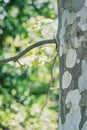 Picture with a Platanus occidentalis American sycamore tree trunck and a branch. Close up detail