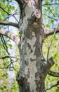 Picture with a Platanus occidentalis American sycamore tree trunck and a branch. Close up detail