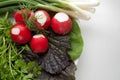 Picture of plate with healthy food parsley, garden radish, basil