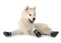 Pomsky in studio Royalty Free Stock Photo