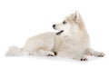 Pomsky in studio Royalty Free Stock Photo