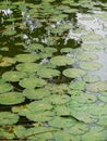 A picture of pond with lotus plants