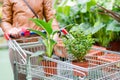 Picture of 2 pot plants standing in a shopping cart on supermarket background Royalty Free Stock Photo