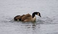 Picture of a powerful swim of a Canada goose