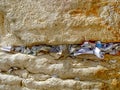 Prayers in the Western Wall, Wailing Wall, Jerusalem, Israel Royalty Free Stock Photo