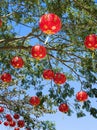 Picture presenting asian ornamnets hanging on branches