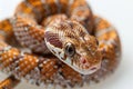Picture presenting a snake with its tail curled on a white background Royalty Free Stock Photo