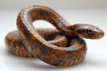 Picture presenting a snake with its tail curled on a white background Royalty Free Stock Photo