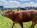 Prized brown calf on show at the Ballinrobe Agricultural Show 2023