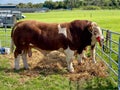 Prized bull on show at the Ballinrobe Agricultural Show 2023 Royalty Free Stock Photo