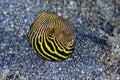 A picture of a puffer fish Royalty Free Stock Photo