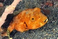 A picture of a puffer fish Royalty Free Stock Photo
