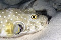 A picture of a puffer fish Royalty Free Stock Photo
