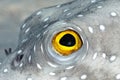 A picture of a puffer fish Royalty Free Stock Photo
