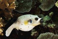 A picture of a puffer fish Royalty Free Stock Photo