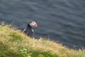 Picture of a puffin bird perched on a grassy field with a body of water in the background