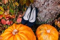 A picture of pumpkins lying near blue bridal shoes. Wedding decorations. Royalty Free Stock Photo