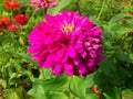 Picture purple flower on flowerbed