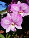 Picture of Purple orchids flowers closeup