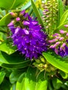 Purple Veronica Macrocarpa flower