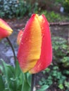 Rain drops on tulip after a shower Royalty Free Stock Photo