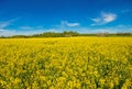 Picture of rape field in spring in typical bright yellow color