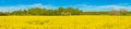 Picture of rape field in spring in typical bright yellow color