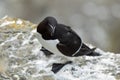 A razorbill (Alca torda) seen from above at the Orkney Islands, Scotland