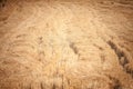 Selective blur on a freshly harvested wheat field, yellow golden color, with a selective focus on recently cut crops Royalty Free Stock Photo