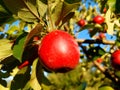 Red apples on tree on blue sky Royalty Free Stock Photo
