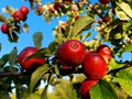 Red Apples On Tree On Blue Sky