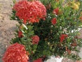 a picture of red Ashoka flowers in the garden decorates the mosque