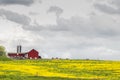 Red barn near field of yellow flowers Royalty Free Stock Photo