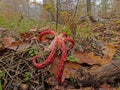 Picture of a red colored devils fingers mushroom in a German wood