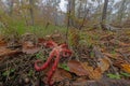 Picture of a red colored devils fingers mushroom in a German wood