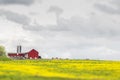 Red farm barn in the middle of a yellow field of flowers Royalty Free Stock Photo