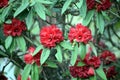 Picture of red flowers in a tree isolated on green leaf background