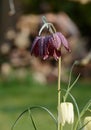 Picture of a red or purple and white Snakeshead Frittilary