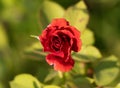 Image of rose with shriveled petals with a beautiful blurry background Royalty Free Stock Photo