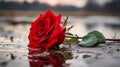 A picture of a red rose, which has a good meaning of love, and beauty, for each other, generative ai Royalty Free Stock Photo