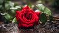 A picture of a red rose, which has a good meaning of love, and beauty, for each other, generative ai Royalty Free Stock Photo