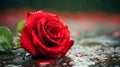 A picture of a red rose, which has a good meaning of love, and beauty, for each other, generative ai Royalty Free Stock Photo