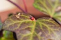 Single ladybug walking on green leaf Royalty Free Stock Photo