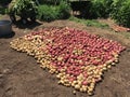 Harvested red and white potatoes Royalty Free Stock Photo