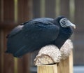 Rescued Black Vulture