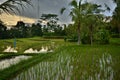 Tegallalang is a valley with the best bali rice terrace.