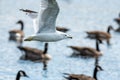 A picture of a ring-billed seagull flying in the air.