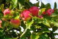 Picture of a Ripe Apples in Orchard ready for harvesting Royalty Free Stock Photo